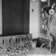 Jock the monkey listens in on the Scopes trial verdict to find out if he is some distant kin of the humans.